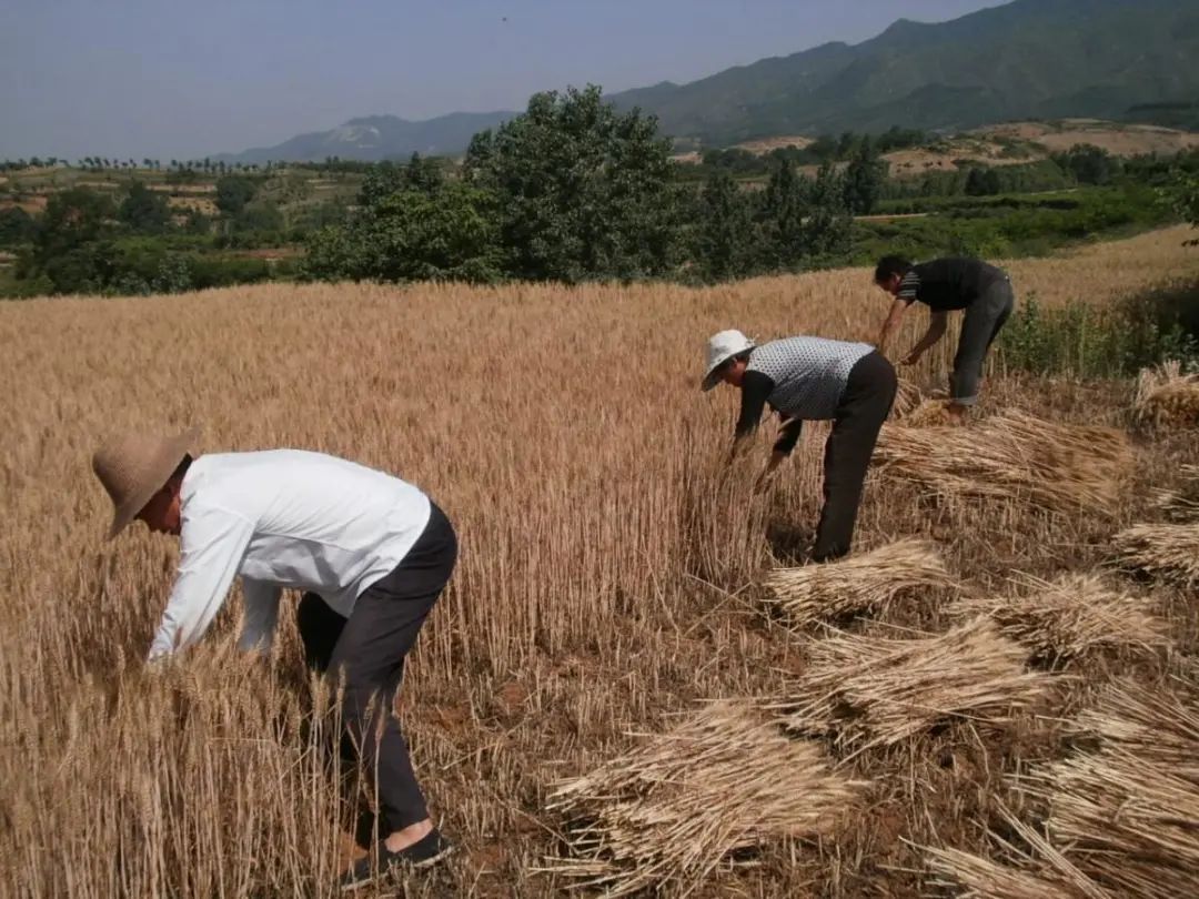 又到一年割麦季,丰县老乡们,还记得二十年前割麦的场景吗?