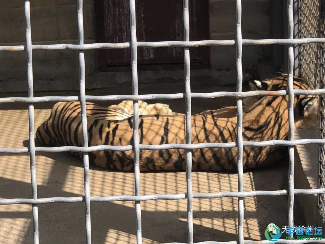 徐州動物園裡的老虎餓瘦了?真相竟然是.