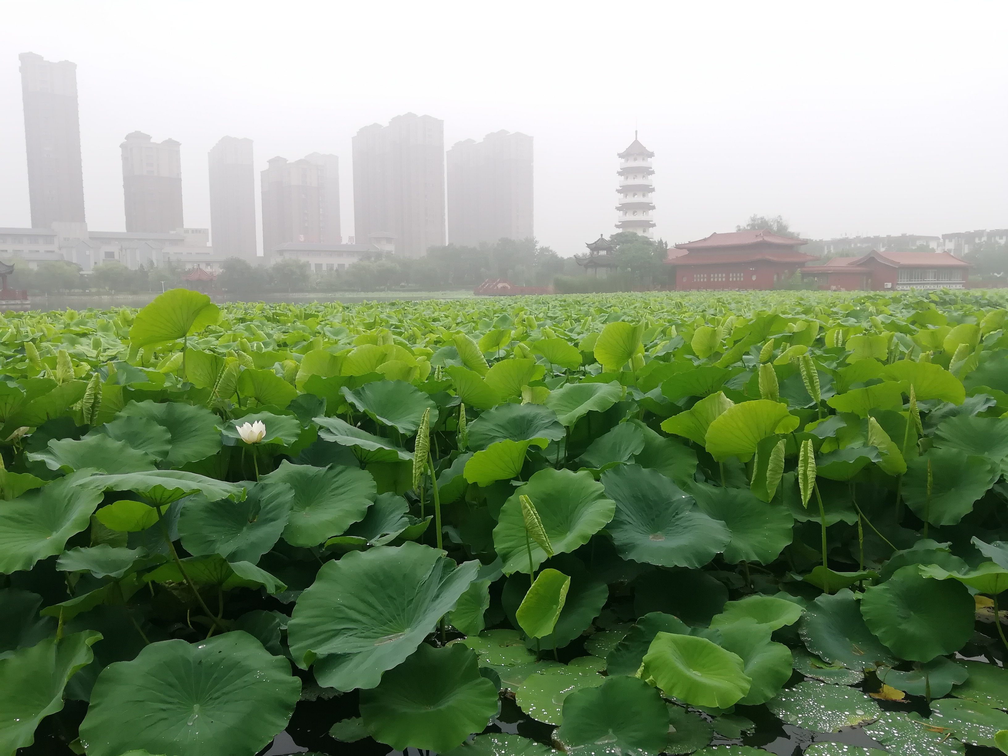 丰县美景图片