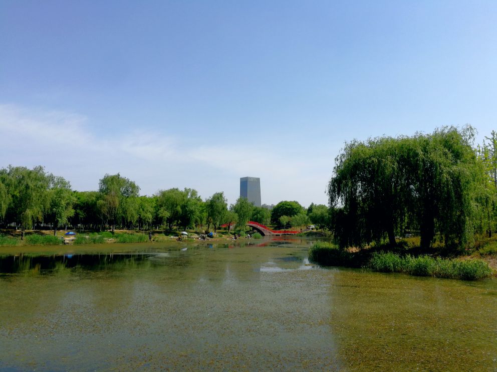 丰县飞龙湖公园图片