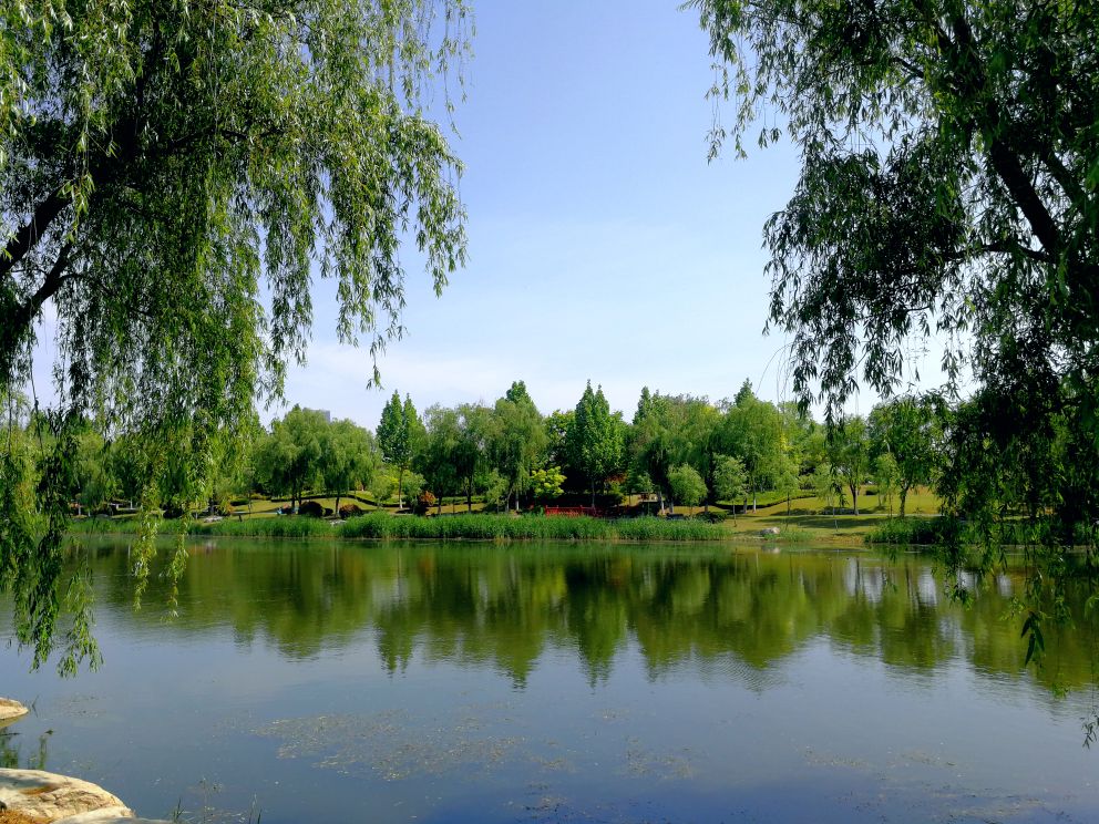 丰县飞龙湖公园图片