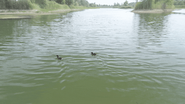 150047fnff36qlp6rqn3wz.gif
