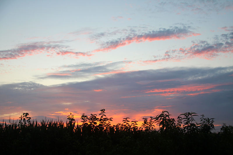 IMG_0795.jpg