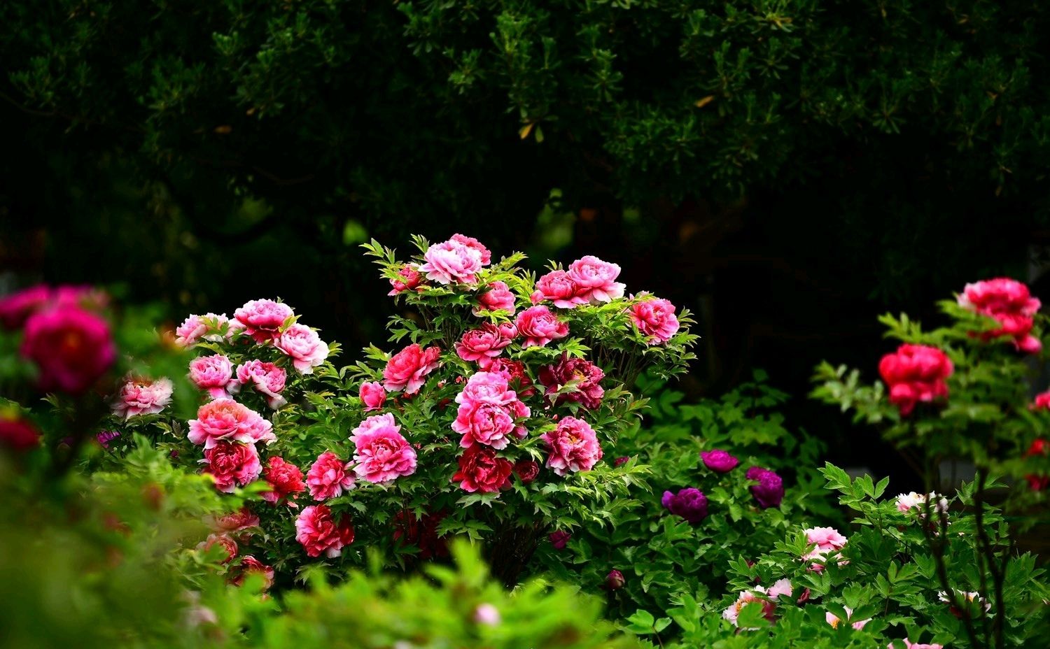 20260517220018front2_0_5867_FqUEO5vx-r0l4nxRbhT-Sn2ncywr.jpg